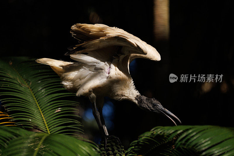 Threskiornis moluccus，澳大利亚白鹮